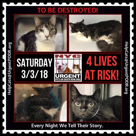 TO BE DESTROYED 03/03/18 
 Please share
View tonight’s list here: nyccats.urgentpodr.org tbd-cats-page/. The shelter closes at 8pm. Go to the ACC website( h... nyccats.urgentpodr.org/to-be-destroye…