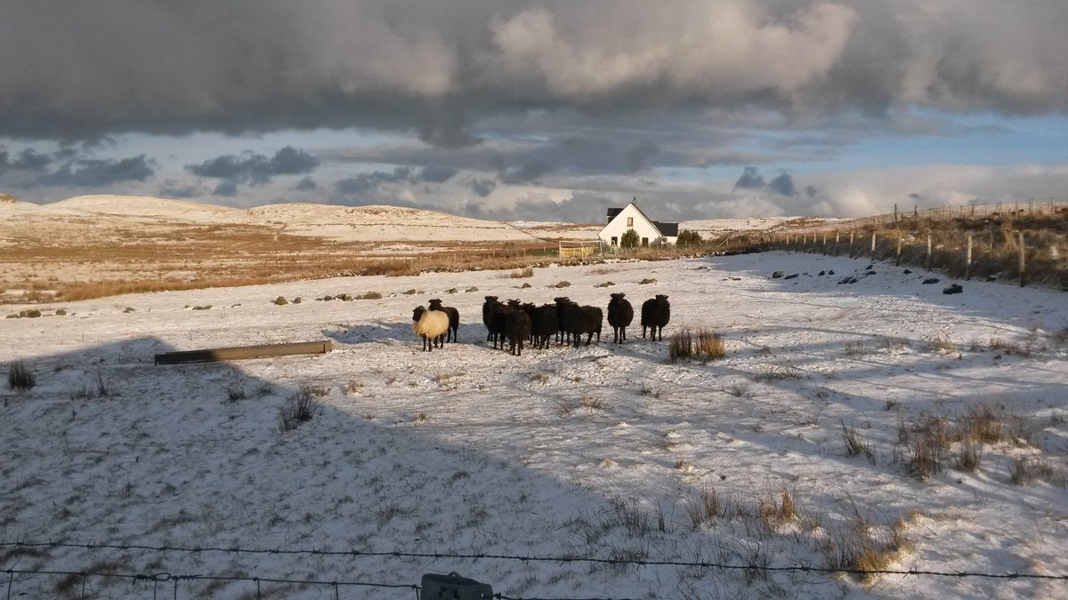 Finally some snow <a href="/croft_29/">Croft29</a> - West has been best the last few days although these wee guys have been glad of their wooly coats