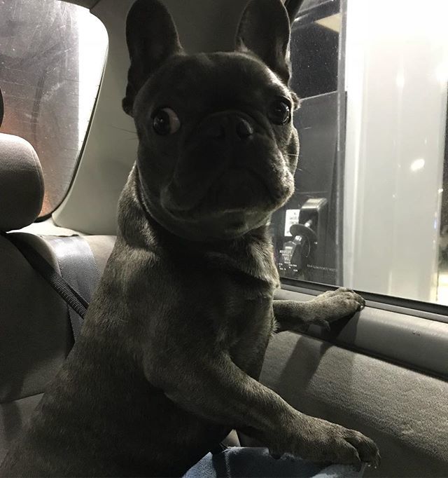 I asked him, “where mommy is going?” 😂🤣 #bluefrenchie #bluefrenchbulldog #frenchbulldog #frenchiesofinstagram #frenchies #dogsofinstagram #dog #dogs #puppy #goodvibes ift.tt/2F9Q14s