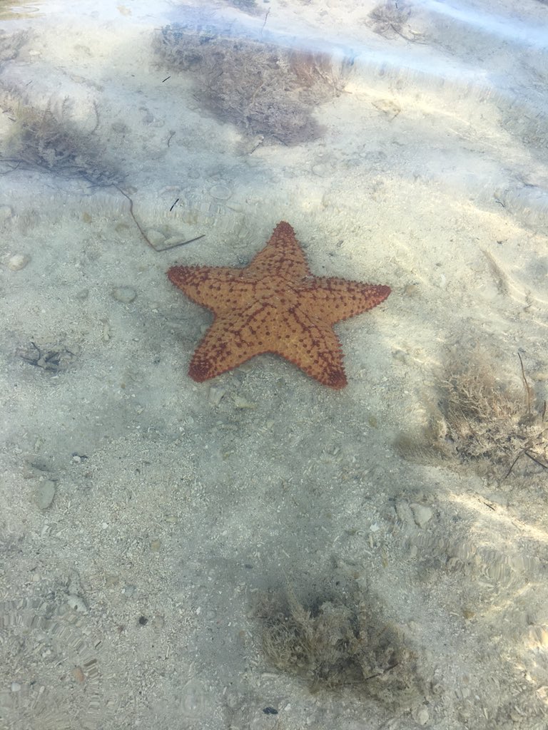 Sophiabuttari's tweet photo. Picked a good week to enjoy some Florida Sun๐ด๐
#Randomtrips https://t.co/5h7WjOwp0X