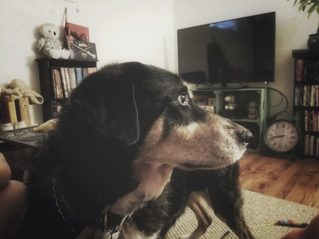RayB_Crypto's tweet image. Taz, in so contemplation of where his next pet is coming from....

#dog #spoileddoggo #vacation #chill