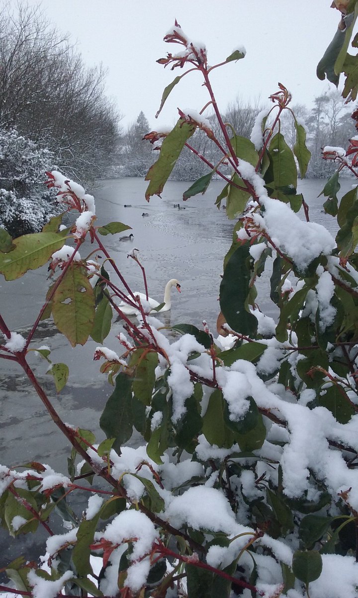 puzzleroflife's tweet photo. Beauty of nature. Cork in the snow #CorkSnow #snowday2018 #Snowmageddon https://t.co/fRDE27fqn4