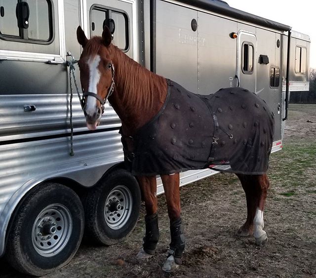 LakotaTrailers's tweet photo. We LOVE this photo of your Lakota, Megan π! We cannot think of a better way to show that HORSES LOVE LAKOTA π!
"Cheeky I tell ya π #jettpilot #benefabbysorenomore #smartscrim #smartquikwraps #lakotatrailers #lakotaforever #lovelakota #horsetrailers π·: @megan.warnick " https://t.co/BOL3d7GsBf