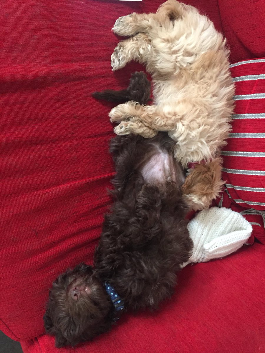 brenflybigbird's tweet photo. @irvgirl Both pups are doing great - but sleep in the strangest positions! https://t.co/75NfY6ggGo