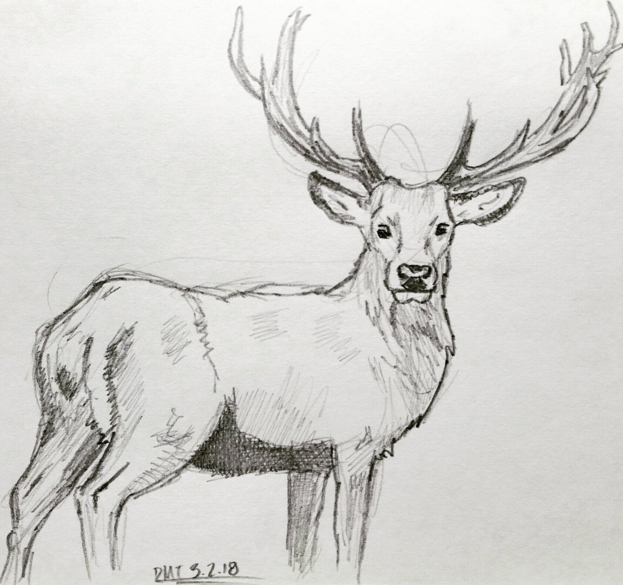 ArtStation - Deer - Pencil Sketch