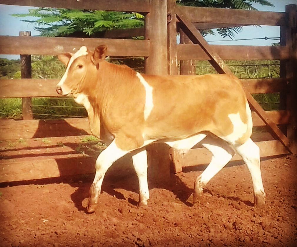 gugabianco's tweet photo. Bezerro Simbrasil filho do Grande Campeão Jacob. Mais uma aposta no Simbrasil de Dupla Aptidão. #ranchoarandú #simbrah #simbrasilgugabianco #simbrasil #cruzamentoindustrial #geneticaapasto #saomigueldoaraguaia #goiania #goias #pecuaria #agro #agronegócio #boigordo #gb https://t.co/h2aKCNG89R