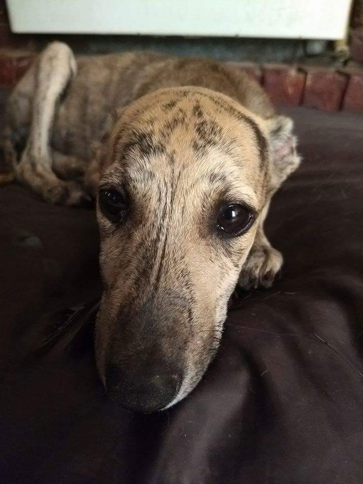AdoptaUnGalgo's tweet photo. Alguien andando por una calle de tierra en un pueblo vió que prendían fuego una caja. 4 cachorros desesperados intentaban salir y el tipo volvía a arrojarlos al fuego. Esta valiente persona corrió a rescatarlos, el asesino se fugó. Ella es Angelita. Sus hermanos Rafael y Miguel. https://t.co/f5iSoLmjcz