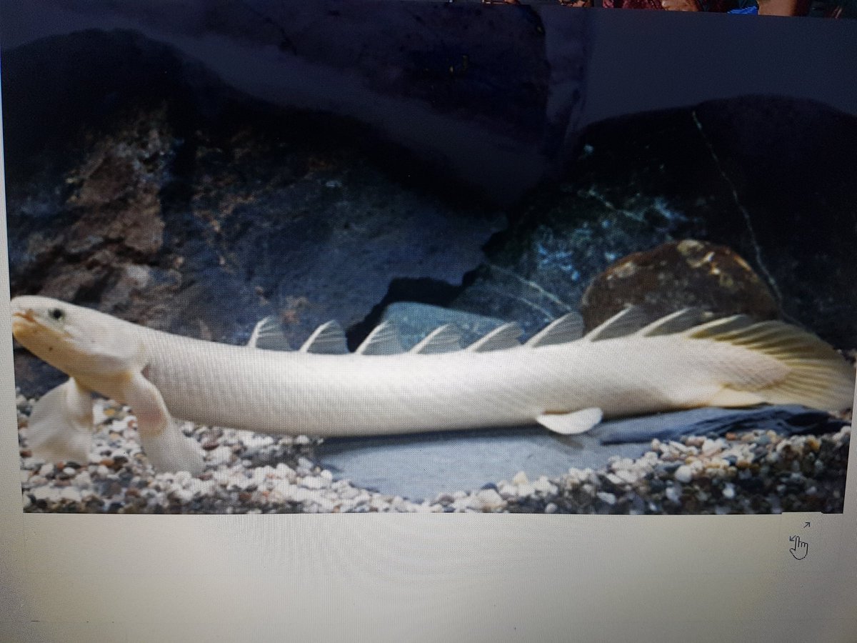 AquariumGuideca's tweet image. Happy Friday friends! Don't forget to tell others about us.