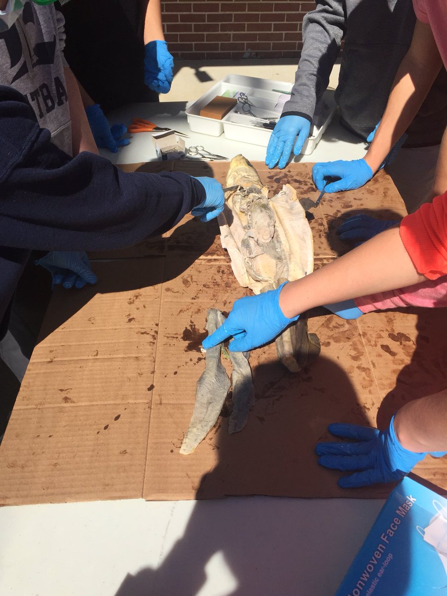 CoppinvilleJR's tweet photo. Mrs. Buchanan’s Medical Detectives dissect sharks! #MedicalDetectives #CJHLearn https://t.co/NpnYp1cgVo