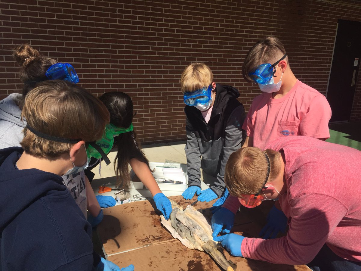 CoppinvilleJR's tweet photo. Mrs. Buchanan’s Medical Detectives dissect sharks! #MedicalDetectives #CJHLearn https://t.co/NpnYp1cgVo