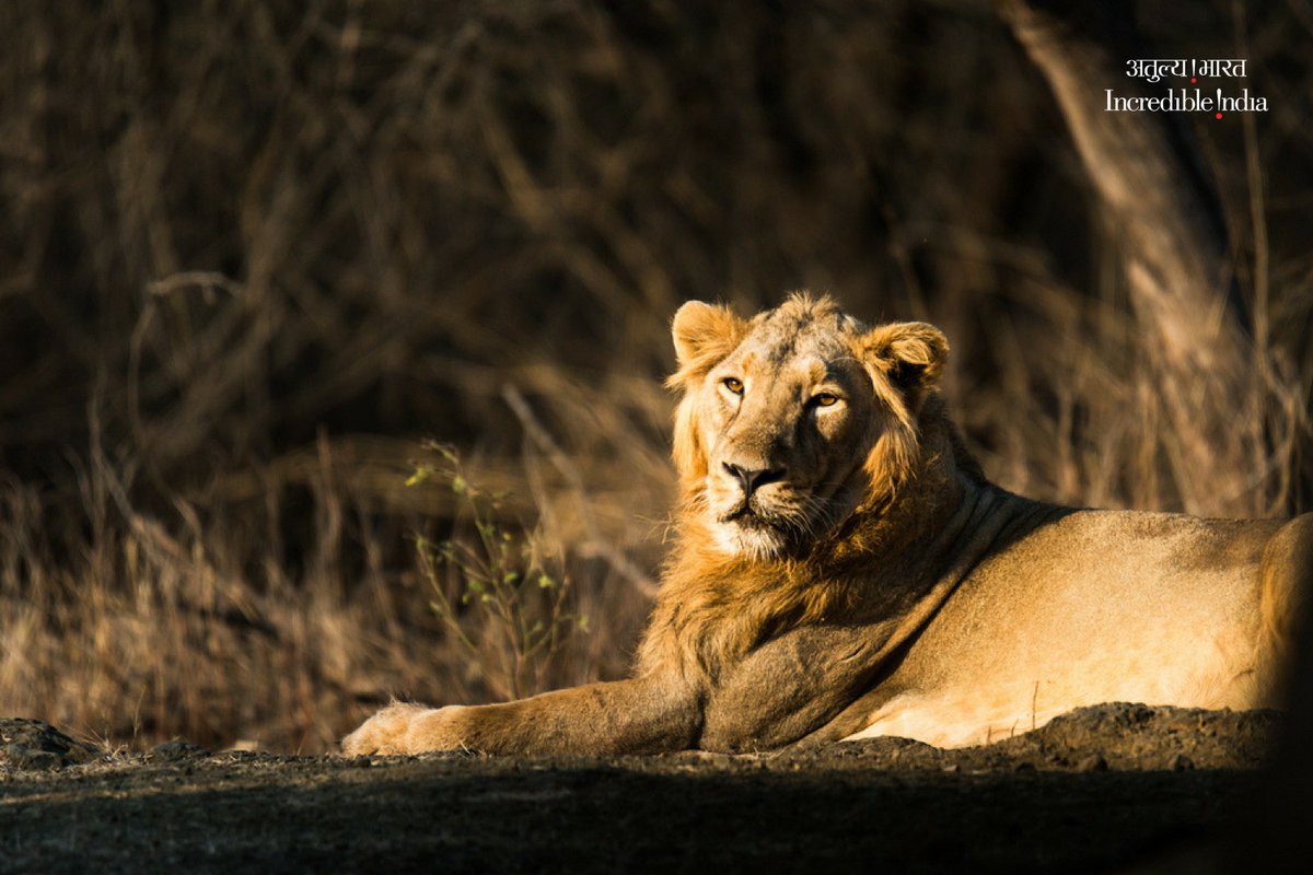 Locally called sher or sinh, the #AsiaticLion is over two and a half meters  long, weighs 115 to 200 kg, and can run short distances at 65 km/h to chase  down the, image size:1200x800