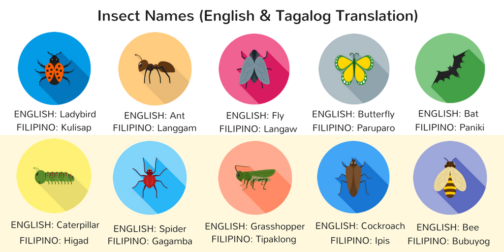 Narrative Language On Twitter Are You Afraid Of Any Of These Insects Let Us Know Which Learnenglish Englishonline Englishtutorial Englishteachers Esl Filipino Tagalog Learnfilipino Filipinolanguage Learnonline Freeclasses