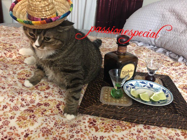 passionespecial's tweet photo. @pandazambrano Por ellas ó ellos aunque mal paguen!!!
💕❣️My baby, my grumpy cat! 💕❣️
Creó que no soy buena influencia para él jajajaja
#LoveMyCat #TequilaDonJulio #TequilaShots #BuenViernes #MyGrumpyCat #Sombrero https://t.co/d0bLXZpKnB