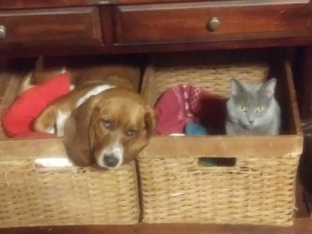 vharper865's tweet photo. Annie wanted to play with the cat and got stuck. https://t.co/Gh6vVPDqNg