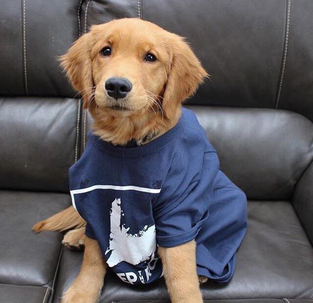 RepTheRockNL's tweet photo. Check out these ADORABLE ANGEL Reppin The Rock! 😍 A portion of all Rep The Rock sales go towards the Wellywoo Fund, which helps pet owners pay for non elective, emergency care 🐾 #REPTHEROCK #dogsarelove #newfoundland #explorenl #dogs #goldenretriever #NationalLoveYourPetDay https://t.co/nNgp2mE7o5