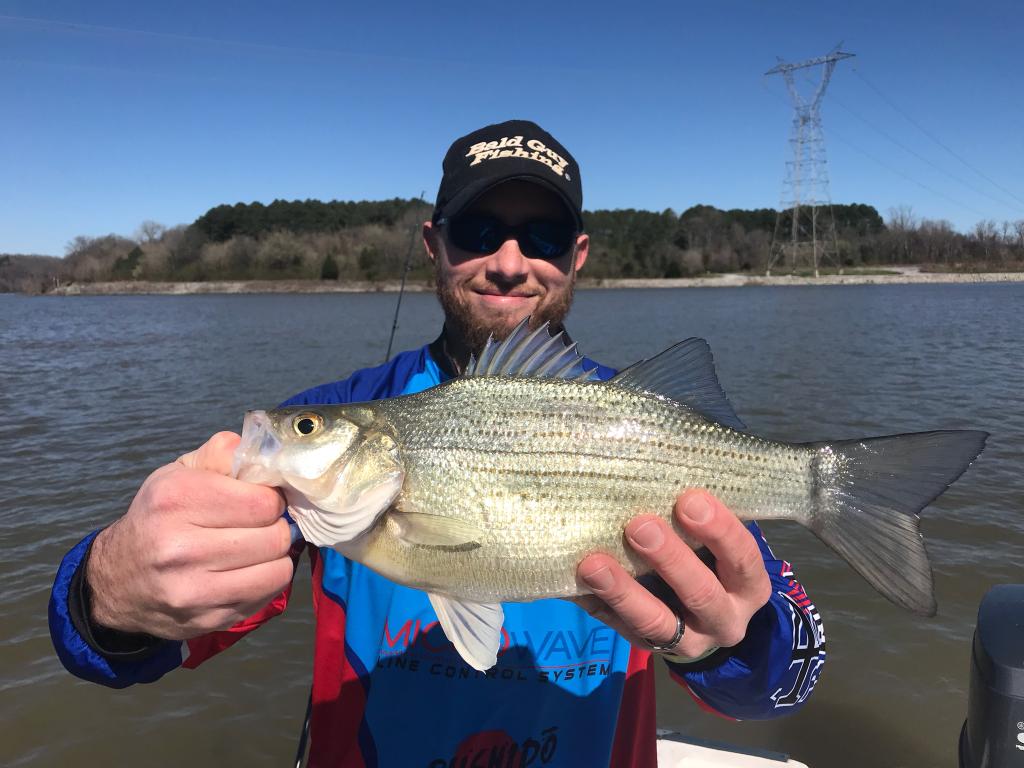 BaldGuyFishing's tweet photo. Got out today and broke in a new stick and flat waylaid the white bass. We probably caught around 50, but this one tipped the scales at 2 and 1/2 pounds. #fishing #whitebass #AmericanTackleProStaff #BaldGuyFishing #TennesseeRiver #FishTennessee #CaughtWithaCustomRod #AT #TN https://t.co/Ccc5ho9SIQ