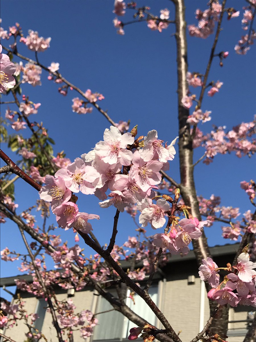 emixoxo82's tweet photo. 気付いたら春が来てた😳🌸🎀 https://t.co/eWERBvS9Ij