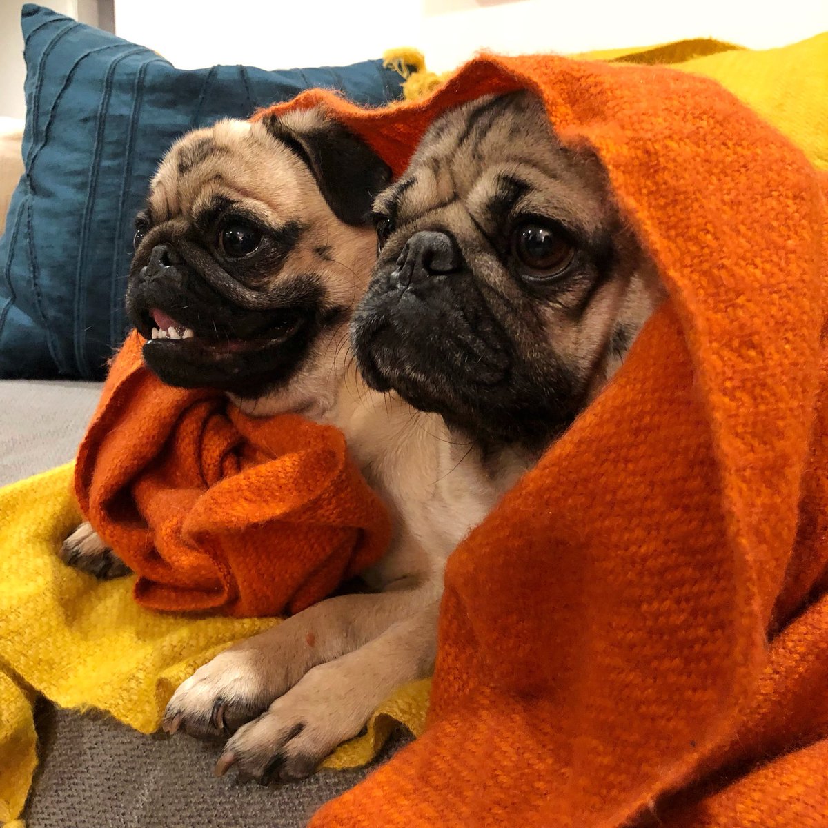 Doug The Pug tweet media