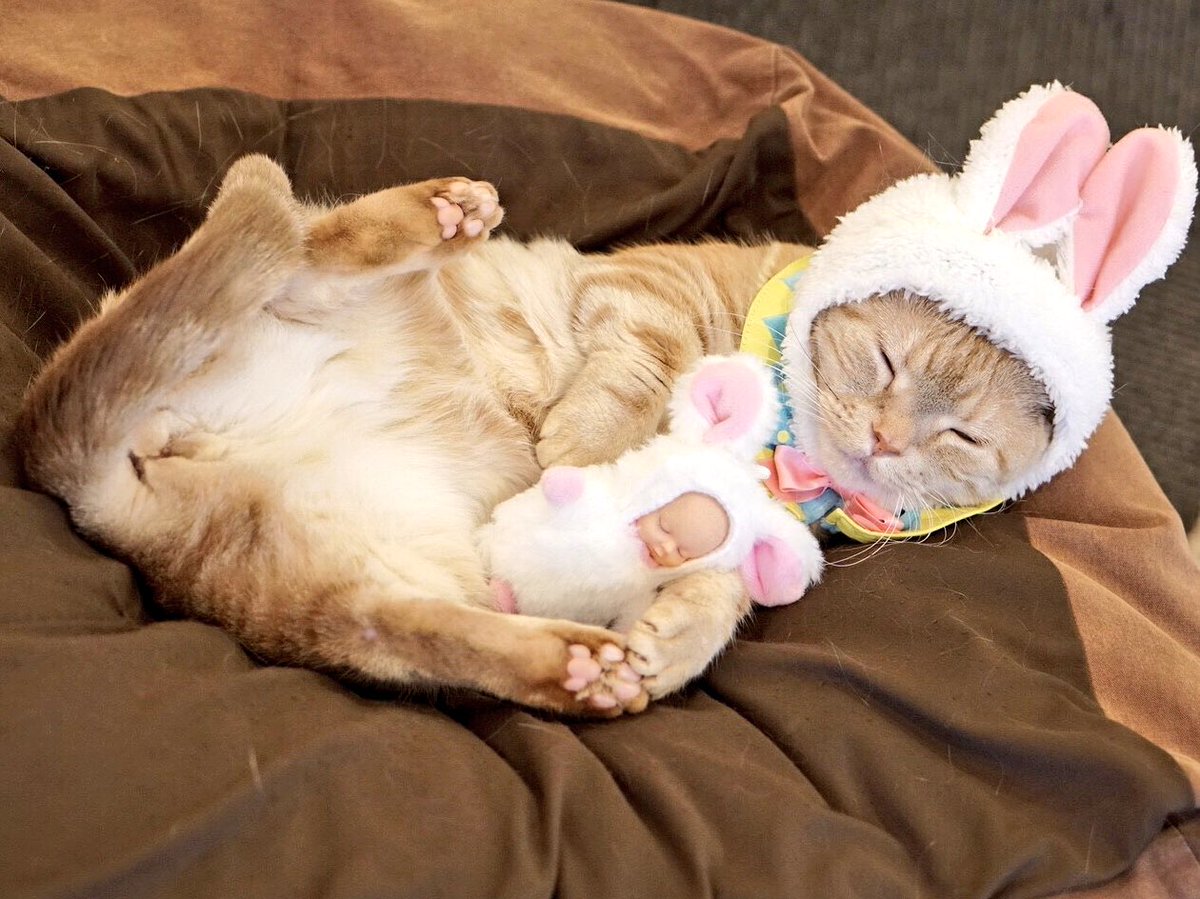 ねこうさぎちゃん - Search / X