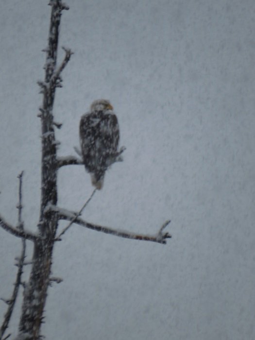 MethowWeather's tweet photo. Friday's intense snowfall in the #Methow Valley of Washington State was a match even for Mr. Eagle Eyes!
#WAWildlife #BaldEagle #Snow #BigFlakes #USA #Freedom #Liberty #ToughFishing #Nuking #WaterForFish #Snowpack https://t.co/tHu0Ry7FKz