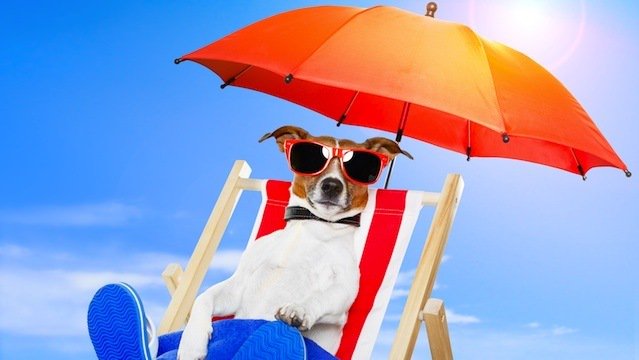 BeachForDogs's tweet photo. Spring Break is quickly approaching, have you made your boarding reservation for your furry family member? Call us to book today! 
630-632-4979 https://t.co/dSbFALQEkY