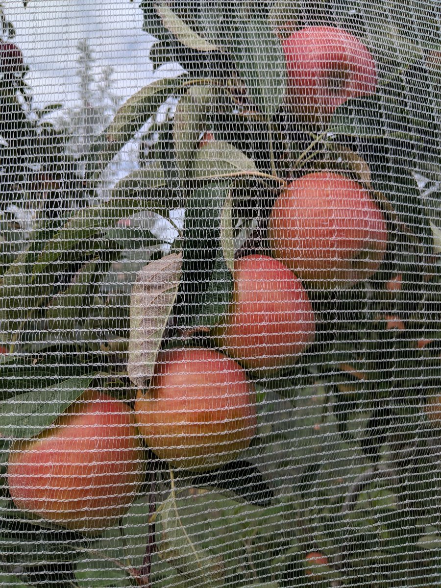 jmcextman's tweet photo. DrapeNet = sunburn protection, hail net, insect exclusion https://t.co/ujLlQcXL0g