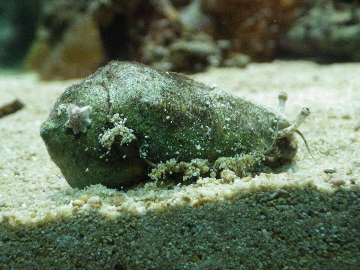 足立区生物園 على تويتر サンゴの世界水槽のお掃除屋マガキガイ １枚目の写真 今日も口を伸ばして砂の中の小さな生き物を食べています ２枚目の写真 そんなお掃除屋さんは何匹いるかな 生物園 貝 マガキガイ スイーパー サンゴ ベントス