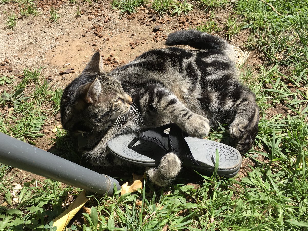 🦋AmazinAdrielle🦋 tweet media