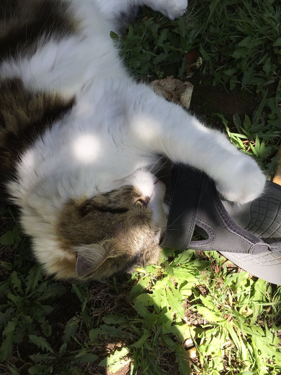 🦋AmazinAdrielle🦋 tweet media