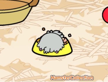 Isn't my hamster adorable?
#Hamster #Pet #Animal #Hamster Collection
mgnative.s3.amazonaws.com/app/hamcol/sns… this one really likes his food