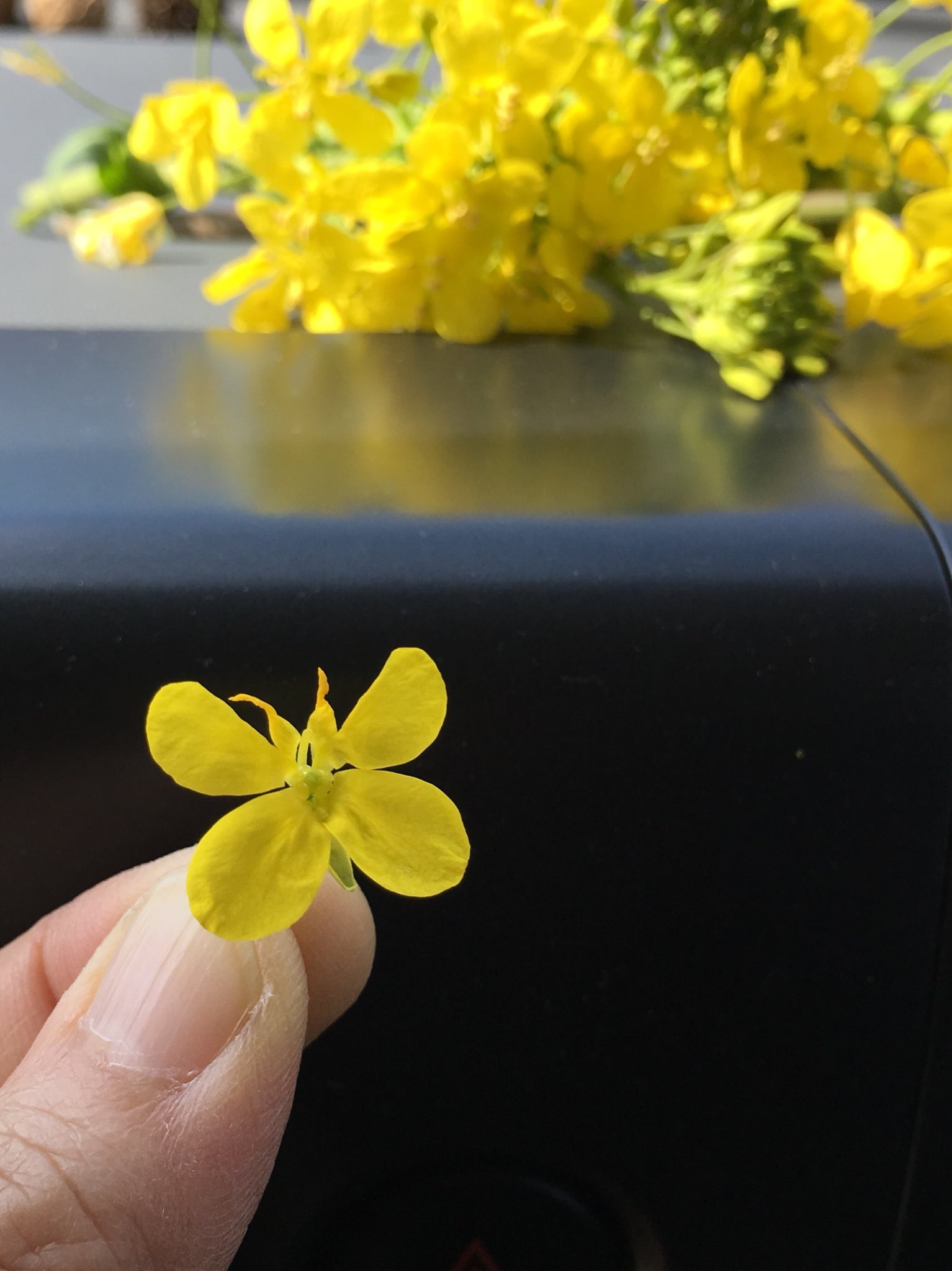 Twitter 上的 Inori 菜の花のちょうちょです 土手の菜の花が三分咲きでした お雛様なので菜の花のおひたしにちょうちょを飾ってみたいと思い摘みに来ました 散らし寿司に飾っても可愛いかも 花びらを薄く割いて左右交互に捻っているとだんだん形がついてきます
