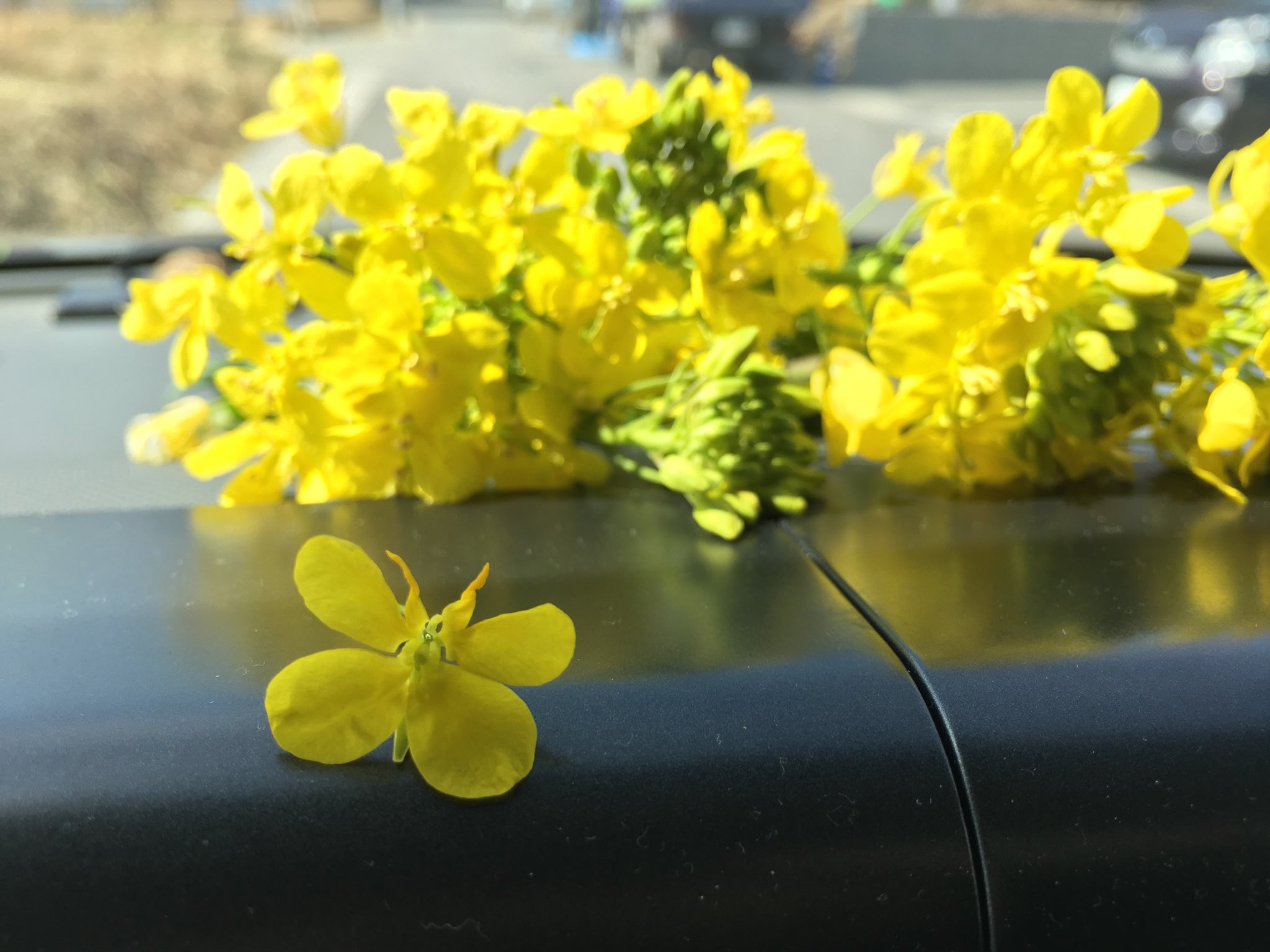 Twitter 上的 Inori 菜の花のちょうちょです 土手の菜の花が三分咲きでした お雛様なので菜の花のおひたしにちょうちょを飾ってみたいと思い摘みに来ました 散らし寿司に飾っても可愛いかも 花びらを薄く割いて左右交互に捻っているとだんだん形がついてきます