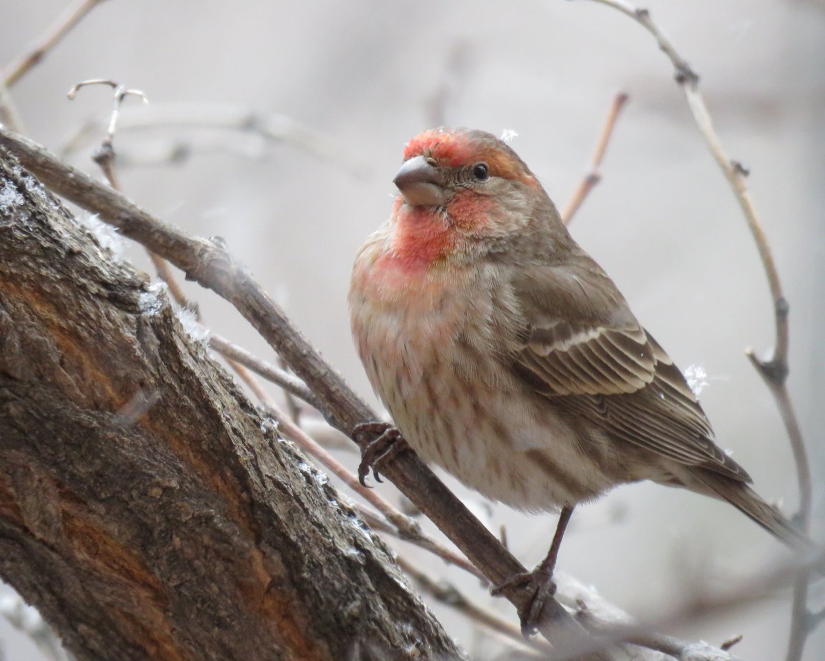 MayAllYourBlues's tweet photo. #HOFI #HouseFinch https://t.co/uvKNunm04C
