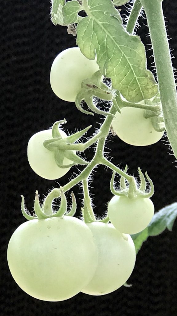 The White Tomatoes!  #HomeGarden  #GreenHouse