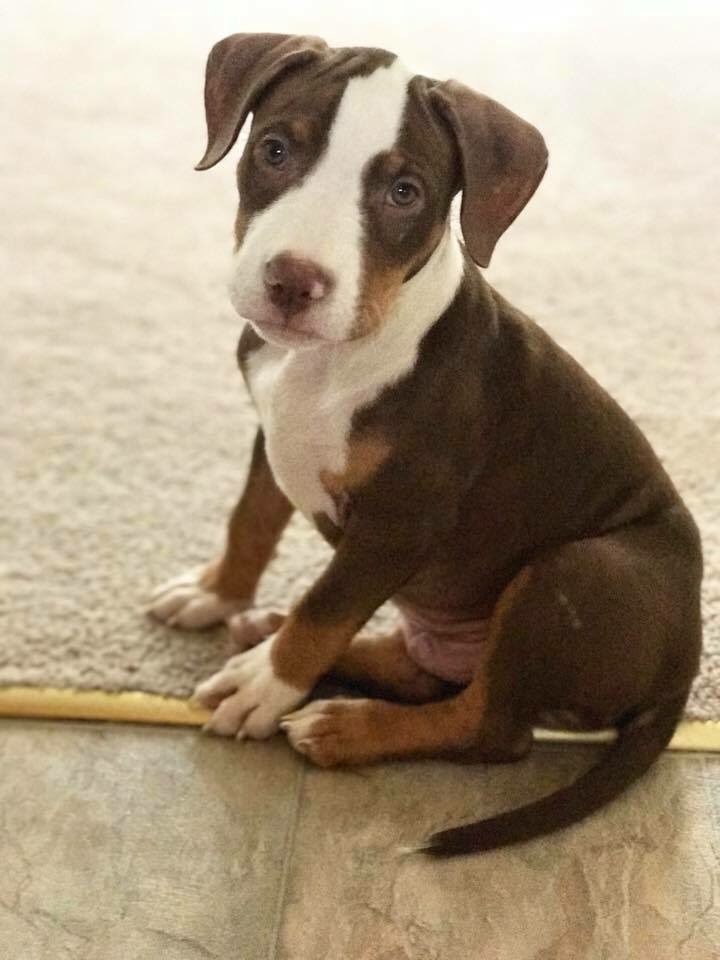 LitLizG's tweet photo. Just look at baby Reddington 😩 he was sooo small☺️❤️ https://t.co/ZK1vHnj88e