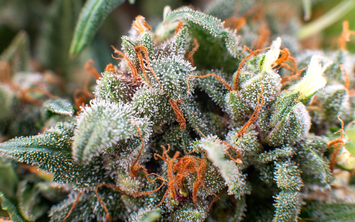 ConcentrateLove's tweet photo. High-CBD Marijuana Strains According to Lab Data | Leafly https://t.co/TEpRZdWp6q https://t.co/gCHSbxJVYQ