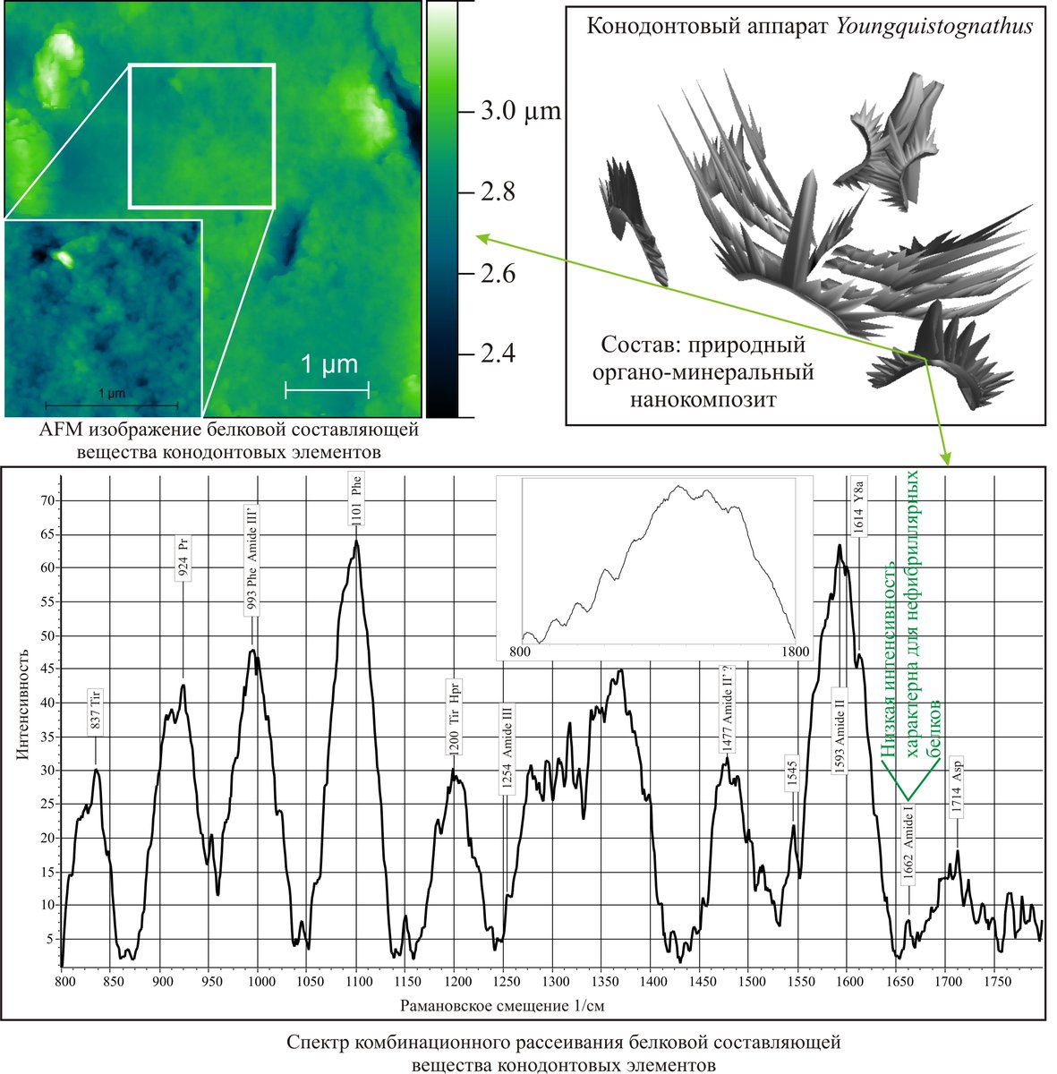 Ученые-стратиграфы Института геологии имени академика Н.П.Юшкина получ... sciencemon.ru/blog/1029