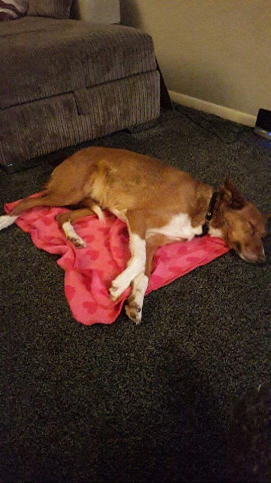 Lost/Found Northants tweet media