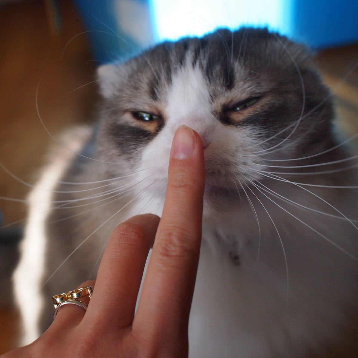 みんなの猫ヒゲコレクション みんなの猫ヒゲコレクション