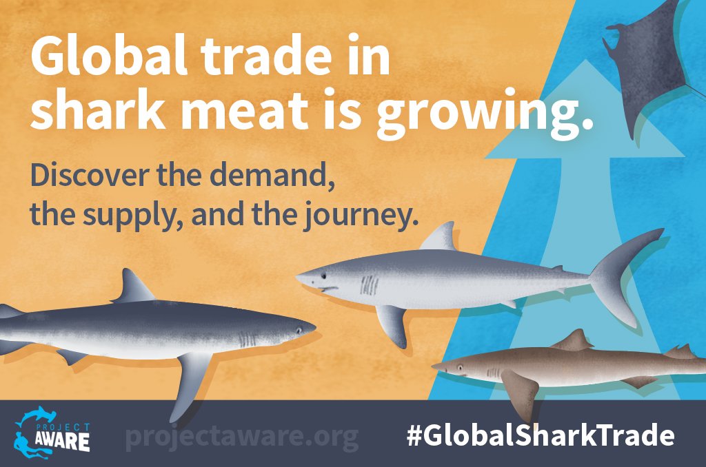 #WorldWildlifeDay FACT: Hammerhead, oceanic whitetip and blue sharks are preferred for #sharkfinsoup whereas dogfish (catshark), mako and tope sharks are preferred for meat #GlobalSharkTrade #BigCats #DogFishRSharks2 projectaware.org/globalsharktra…