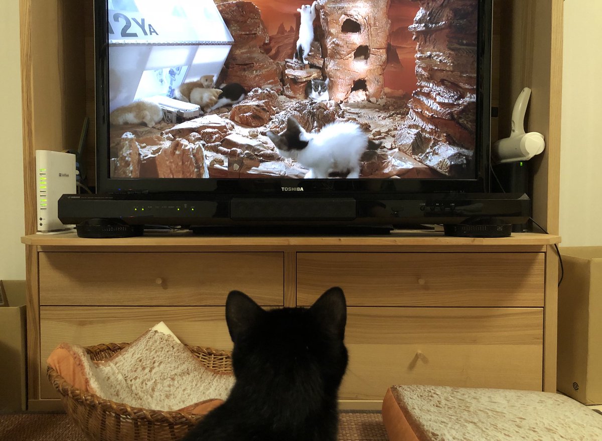 宇宙の子猫たち