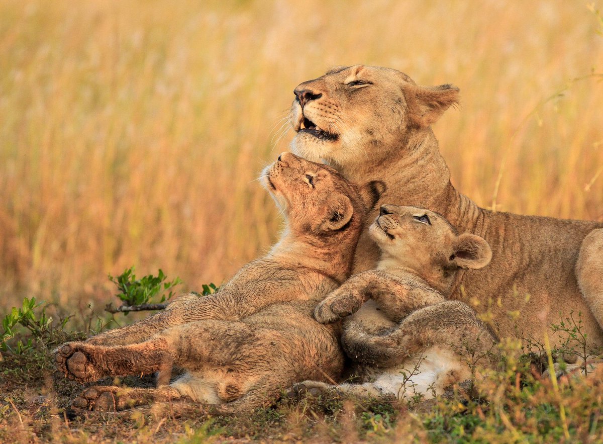 AbsolutelyBear's tweet photo. It’s World Wildlife Day!
For all of you wildlife enthusiasts out there, we help celebrate the lives of animals 🐻. We donate a percentage of our profits to the Born Free Foundation. 🙌
For more info on World Wildlife Day 👉 click here https://t.co/Fj9Dk7FTqv. #WWDay https://t.co/X0BoN4KIpq
