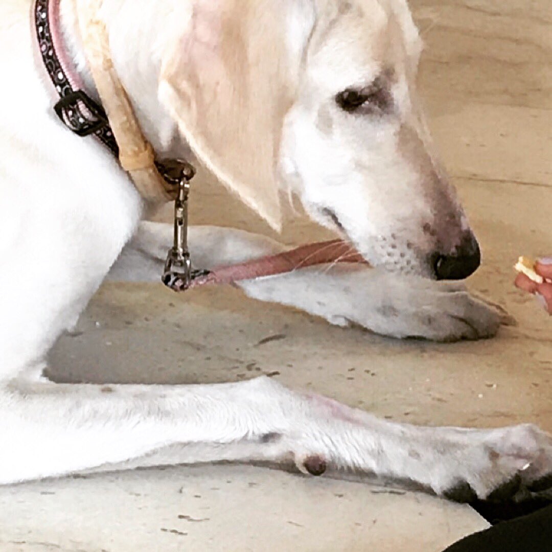 shirindhabhar's tweet photo. Beautiful #saluki Mia opens up and has fun on the ongoing #CanineTrainerCourse https://t.co/miYr46cBjQ