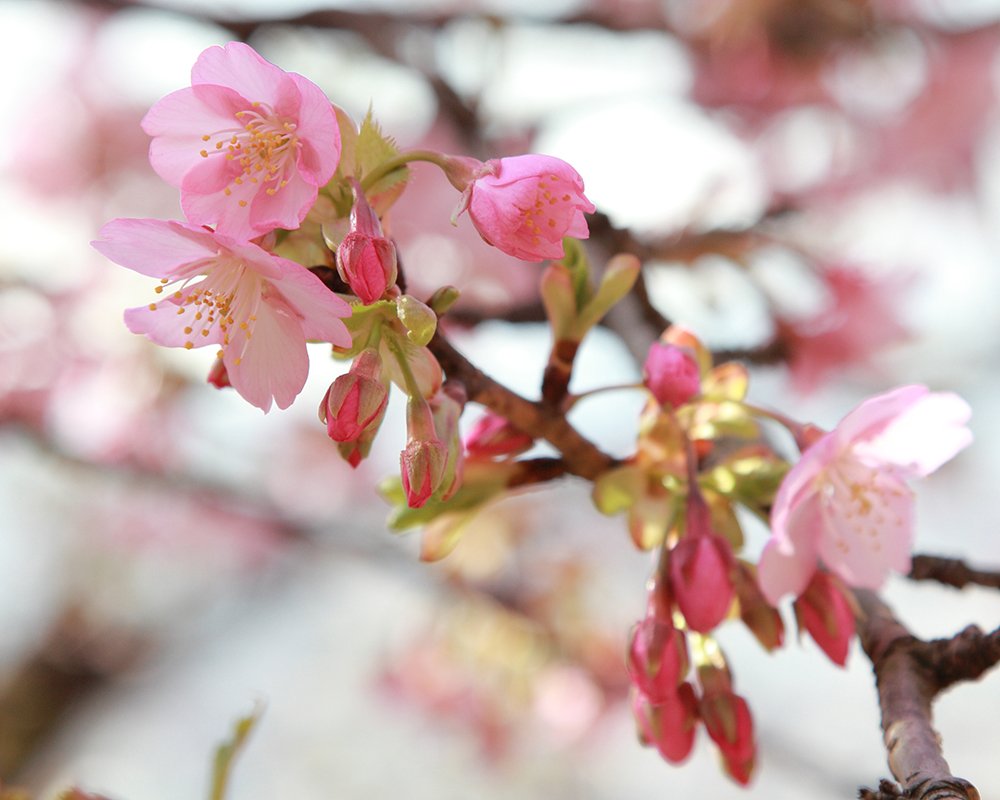 phantomflare's tweet photo. #松田町 #西平畑公園 #河津桜 #雛のつるし飾り https://t.co/dDvCLTkuEe
