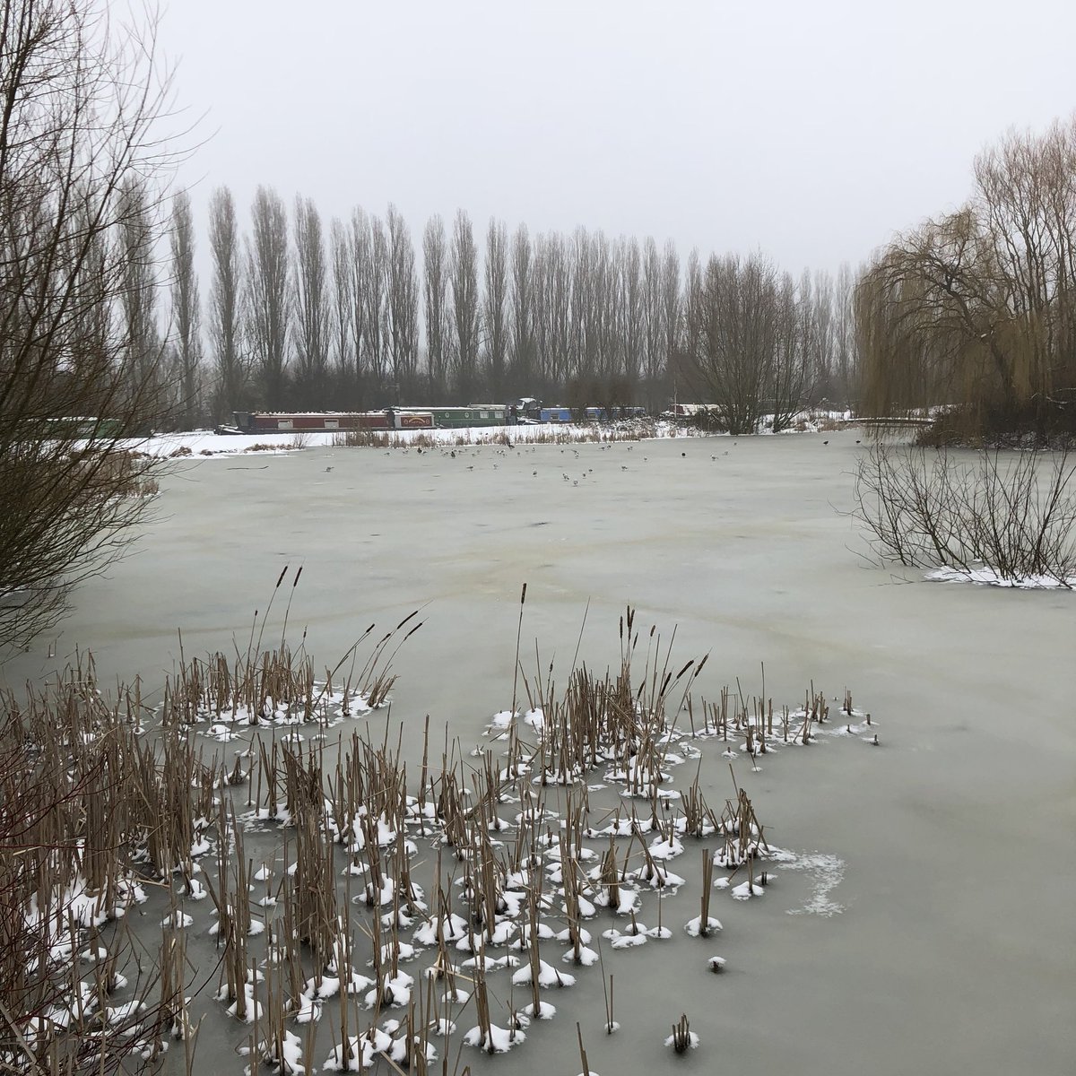 scenesfromMK's tweet photo. #snowhead #frozenpond #birdlife #campbellpark โ๏ธ https://t.co/D5Hi9VXge3