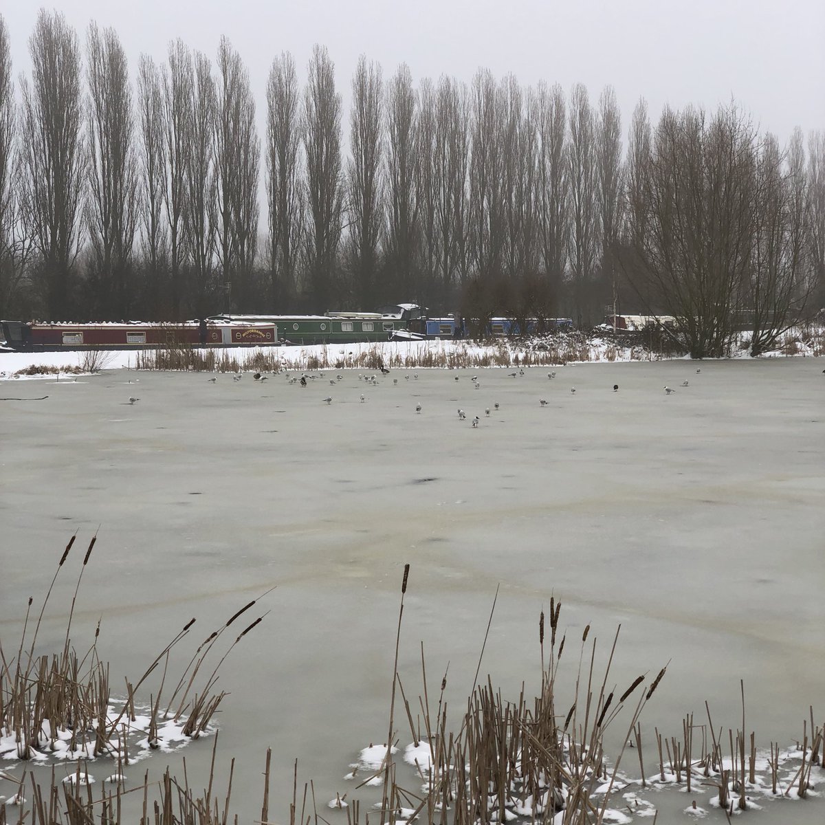 scenesfromMK's tweet photo. #snowhead #frozenpond #birdlife #campbellpark โ๏ธ https://t.co/D5Hi9VXge3