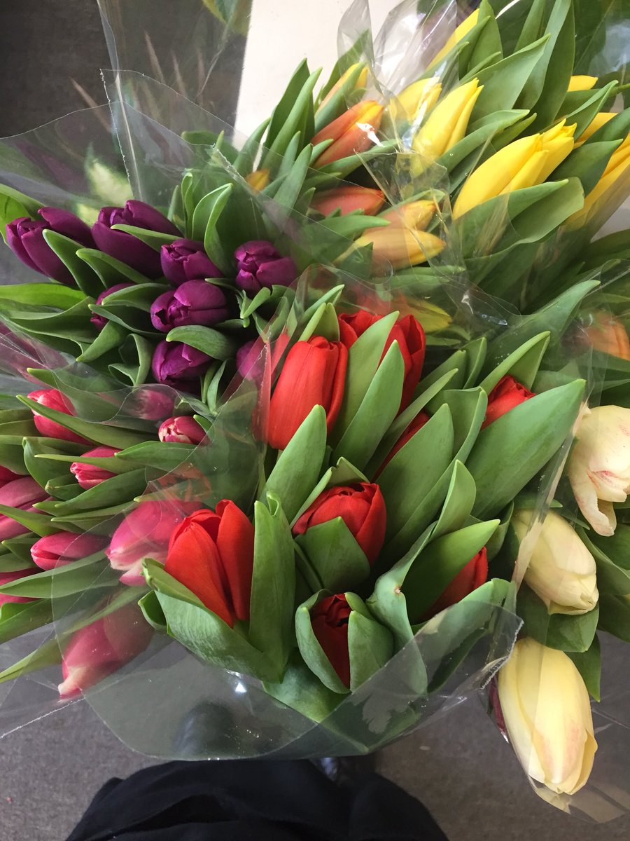 hamiltonsblooms's tweet photo. March is her.Tulips are in!#springtime is getting closer https://t.co/ULxKOLTn3I