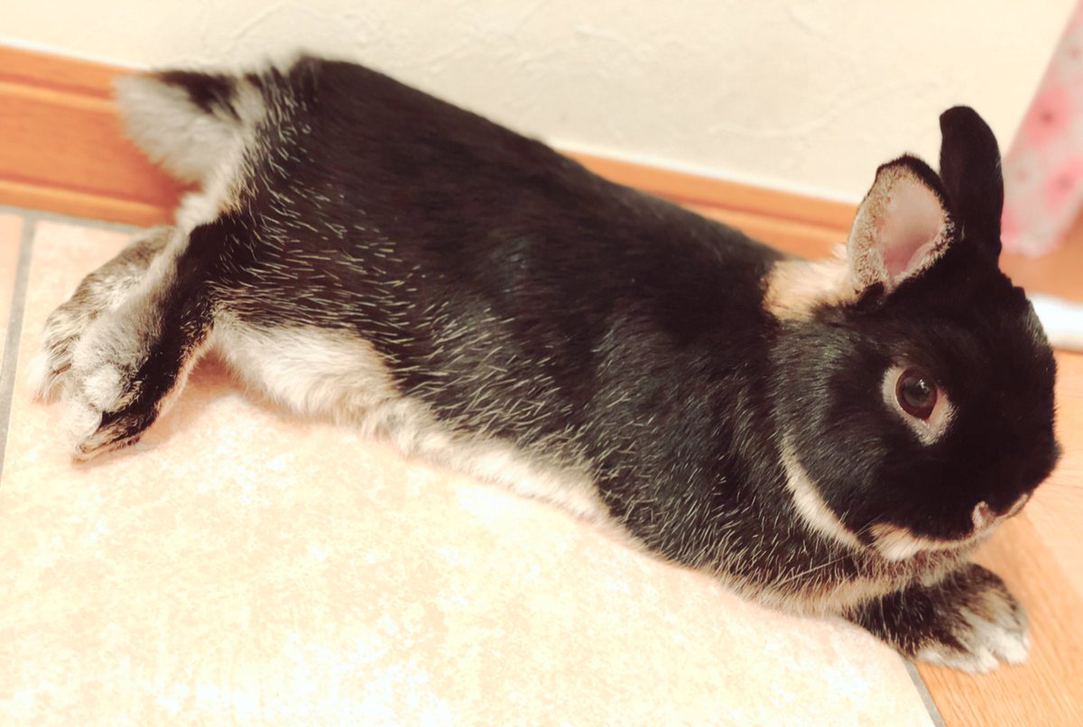 くろうさぎ ふわ on X