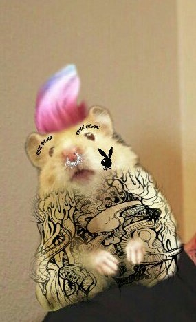 adTheHamster's tweet photo. @JulienSolomita we matching https://t.co/b60gEu8aVt
