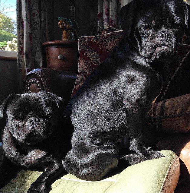 PugPics's tweet photo. Rocky &amp; Rosie https://t.co/AJG1kB7wYF #Pugs https://t.co/uaTuFkKvyp
